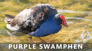 Australasian Purple Swamphen eating and taking a bath