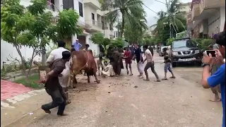 Dangerous cow almost killed a guy   | Eid Pakistan 2022 | Qurbani