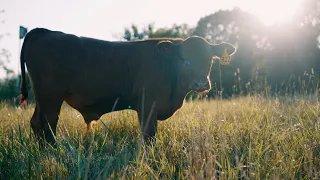 Greg Judy - Cow-Calf vs. Stocker vs. Feeder