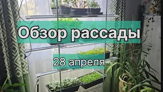 Обзор рассады