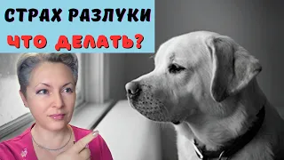 🐕📝🐾 Страх разлуки у собаки: что это такое и что с этим делать?