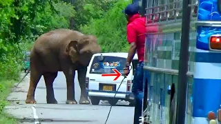 This crazy man try to hit with stick while elephant attack to Van that time.