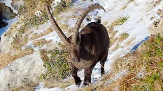 Hiking in Switzerland | Gemmenalphorn via Niederhorn with Ibex | Swiss Alps Canton Bern | 2020 (4K)