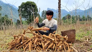 Daily life, harvest cassava to cook pet food, forest life - ep 80
