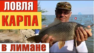 Что лучше макушатник, полусфера или технопланктон?  Рыбалка на Белгород-Днестровском лимане