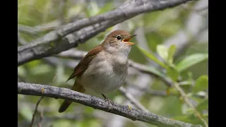 A Birdsong Beauty: The Sweet Serenade of Common Nightingale (Luscinia megarhynchos)