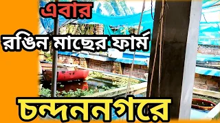 COLOR FISH FARM | নতুন রঙিন মাছের ফার্ম চন্দননগরে⛪ | You will find over sixty species of color fish🐬