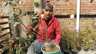 #bouquet rose flower grafting||मार्केट वाले हाइब्रिड गुलाब को कैसे लगाएं घर पर