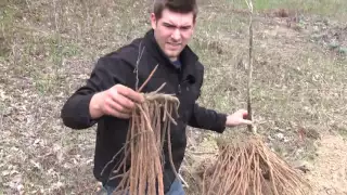 What We Found When We Dug Up a 15+ Year Old Asparagus was AMAZING