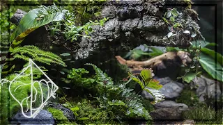 How To Build A Paludarium w/ Enclosed Water Basin