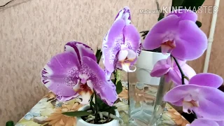 #Орхидеи #синголо #домашнее #цветение