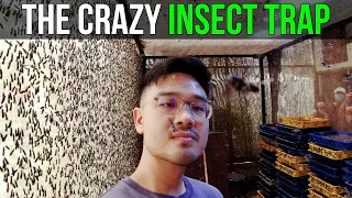 The Crazy Insect Trap