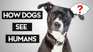 Do Dogs Think Humans Are Dogs?