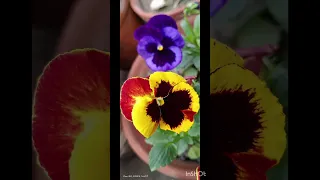 Colourful Pansy Flowers