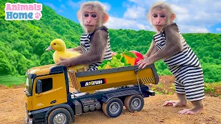 Monkey BiBi goes to harvest fruit and make juice for baby ducks