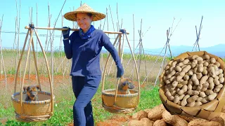 Harvesting the Peanut Garden Goes To Market Sell - Cooking Peanut Sticky Rice, Farm, Daily Life