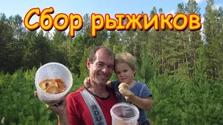 Семья Бровченко. Поездка за грибами - рыжиками. (09.16г.)