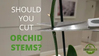 Do You Trim Orchid Stems?