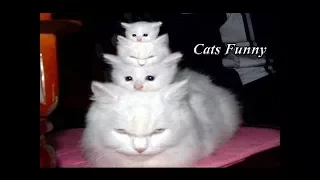 CATS so FUNNY They Will Make You LAUGH to DEATH - The BEST CAT videos Cat Plays Nutshell Game 😍😮😍