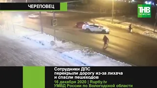 Сотрудники ДПС в Череповце перекрыли дорогу и спасли пешеходов | ТНВ