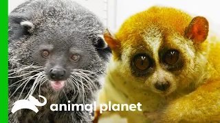 Weird But Loveable Animals | The Zoo