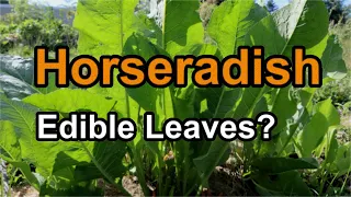 Gardening with Horseradish: How Do I Plant Horseradish in the Garden?