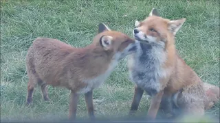 Fox grooming