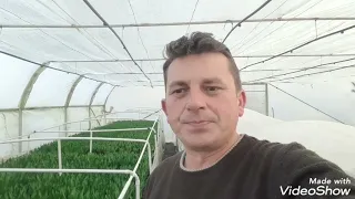 Aerisirea plantelor în solar. Pe cât de important atât de necesar!!!