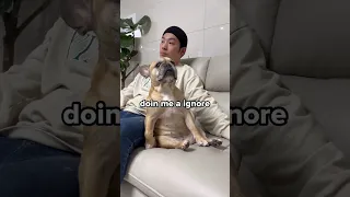 French Bulldog Trust Falls When Owner Ignores Her 😂😂