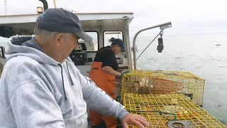 Ask Leroy! Episode 11: Leroy Goes Lobstering