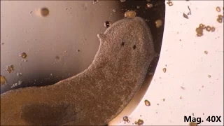 Planaria moving and feeding under the microscope