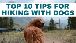 Top 10 Tips For Hiking With Dogs