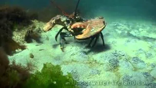 How to film underwater a giant monster lobster омар ıstakoz langosta ロブスター aragosta 海の怪獣