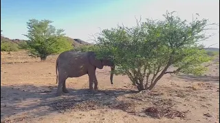 Wildlife of Namibia