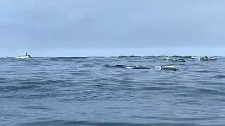 Short-beaked Common Dolphins inbound!