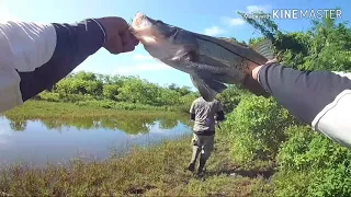 How to catch Tarpon/snook; Suriname