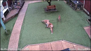 Rubie & Rosie's Families - Boy these youngsters can run  Extended Cut 🌹💜🦊💞