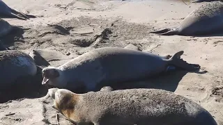 Elephant Seal birth, high tide, San Simeon 1/24/23 B4