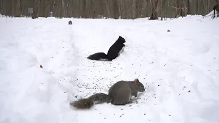 Squirrels in the Deep Winter Snow - 10 Hours - Jan 24, 2022