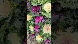 КАПУСТА ДЕКОРАТИВНАЯ (Ornamental cabbage) (3)  #Shorts