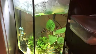 My Aquael Hexa set 60 fish tank