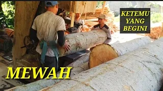 MEWAH BANGET!!! KAYU SENGON BESAR YANG DI BELAH SANGAT ENAK