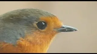 Cute little Robin feeding of a suet ball