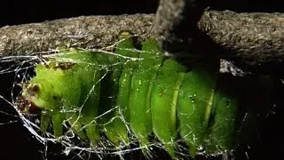 Time-Lapse Footage of a Giant Caterpillar Weaving Its Cocoon