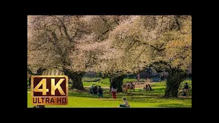 4K Relax Footage NAture Scenery and Relaxing Music FLOWERS 14