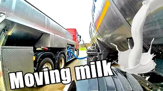 A day of milk haulin' | Renault Magnum 480 | POV 4K60