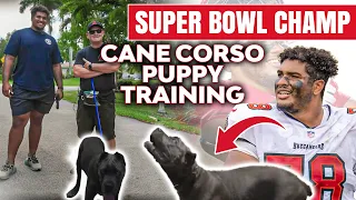 SUPERBOWL CHAMPION vs. CANE CORSO!  What could go wrong?!