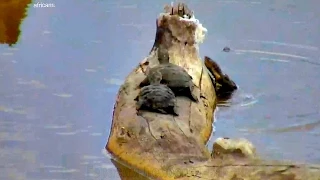 WildLife Африка Забавные черепашки на водопое WildLife Funny turtles at Nkorho waterhole Africa