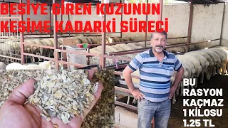 YEM MALİYETİNİ 1.25₺YE(KG) DÜŞÜRDÜ.BESİYE GİREN KUZUNUN KESİME KADAR Kİ SÜRECİ#besikuzusu#yemrasyonu