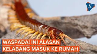 Ada Kelabang Masuk ke Rumah? Ini Alasannya